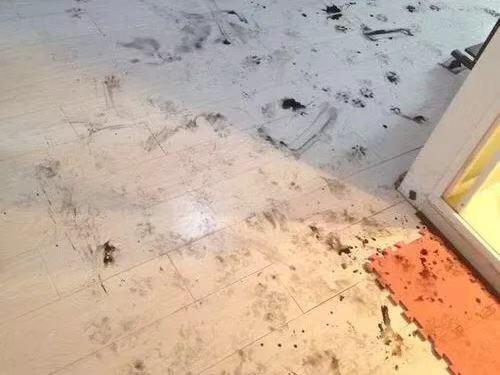 神奇的虎皮地毯,神奇宝贝的地毯