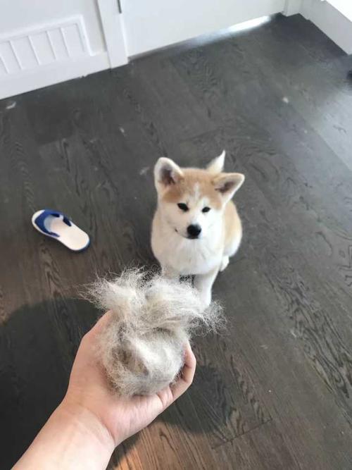 秋田犬为什么不建议养,秋田犬为什么不可以养