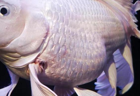 观赏鱼总是打架受伤怎么办,蓝鲨观赏鱼身体被咬外伤怎么办