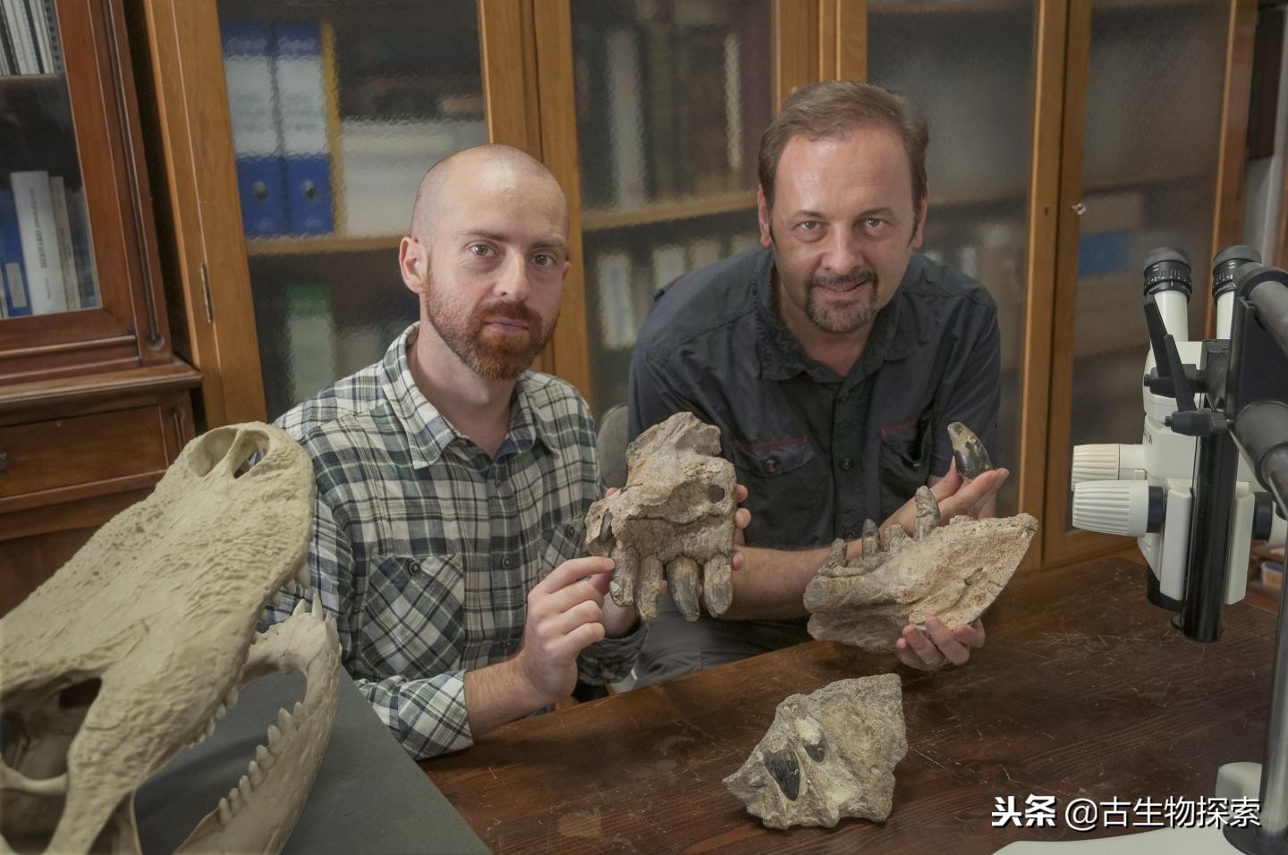 史前巨鳄陆地速度排行榜,史前巨鳄一排一排的从小到大