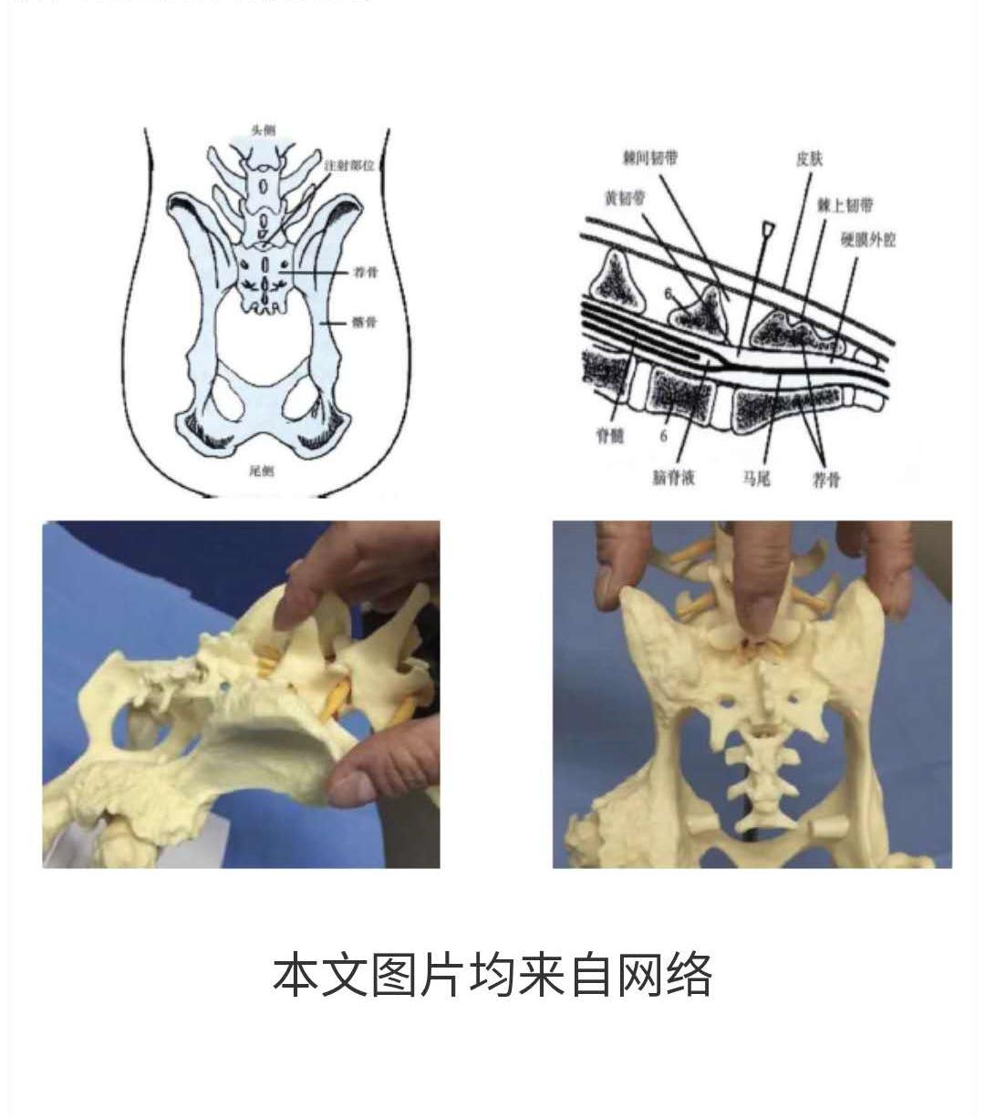 犬猫手术期疼痛管理1