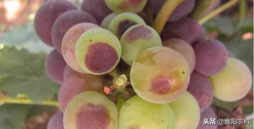 白粉病的药对炭疽病有效果吗,炭疽病叶斑病叶枯病用什么药