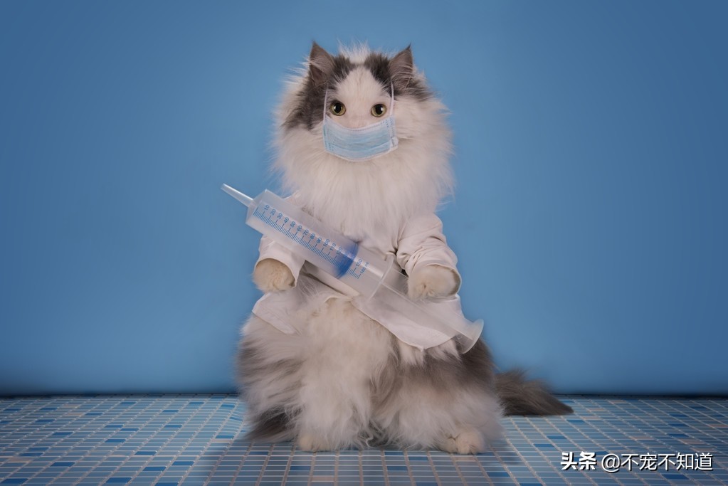 猫咪肺炎呼吸困难能治愈吗,猫咪感染肺炎症状