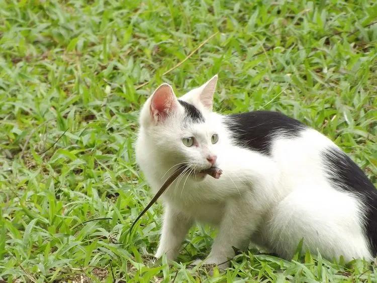 蛇的天敌为什么是鹅,民间说大鹅是蛇的天敌