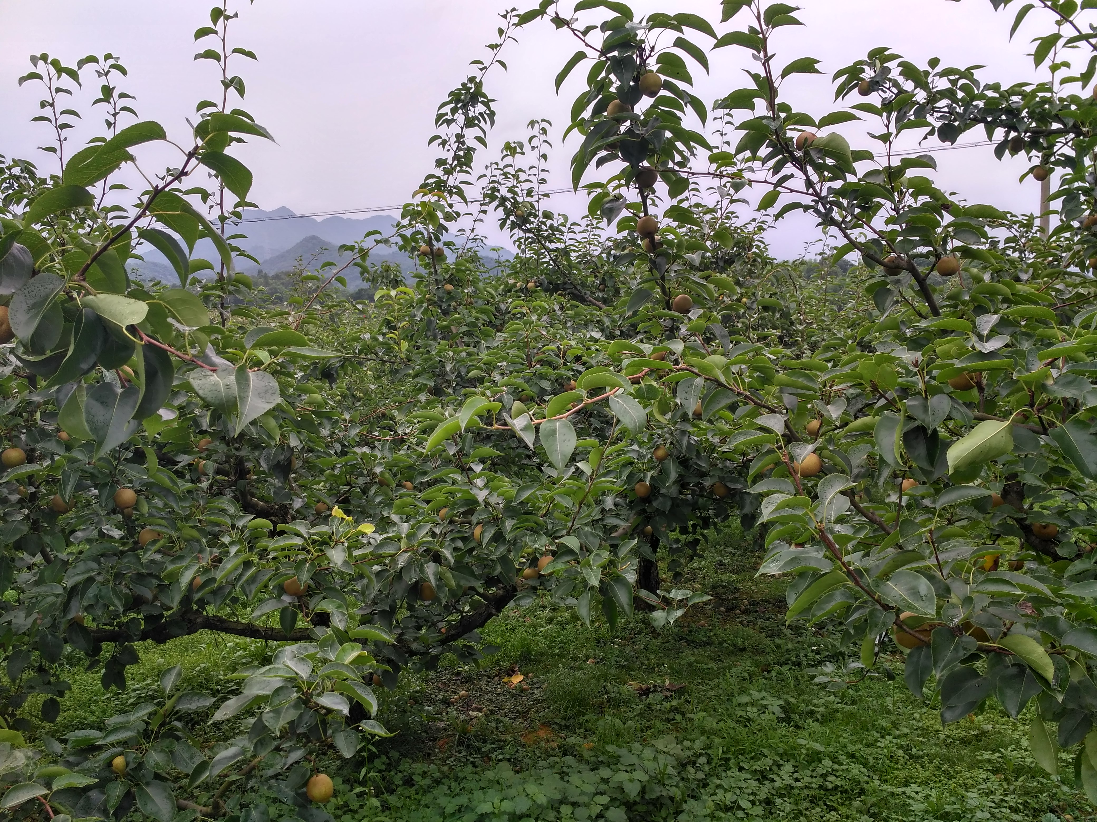 齐春生态园大概花多少钱,贵池齐春生态园