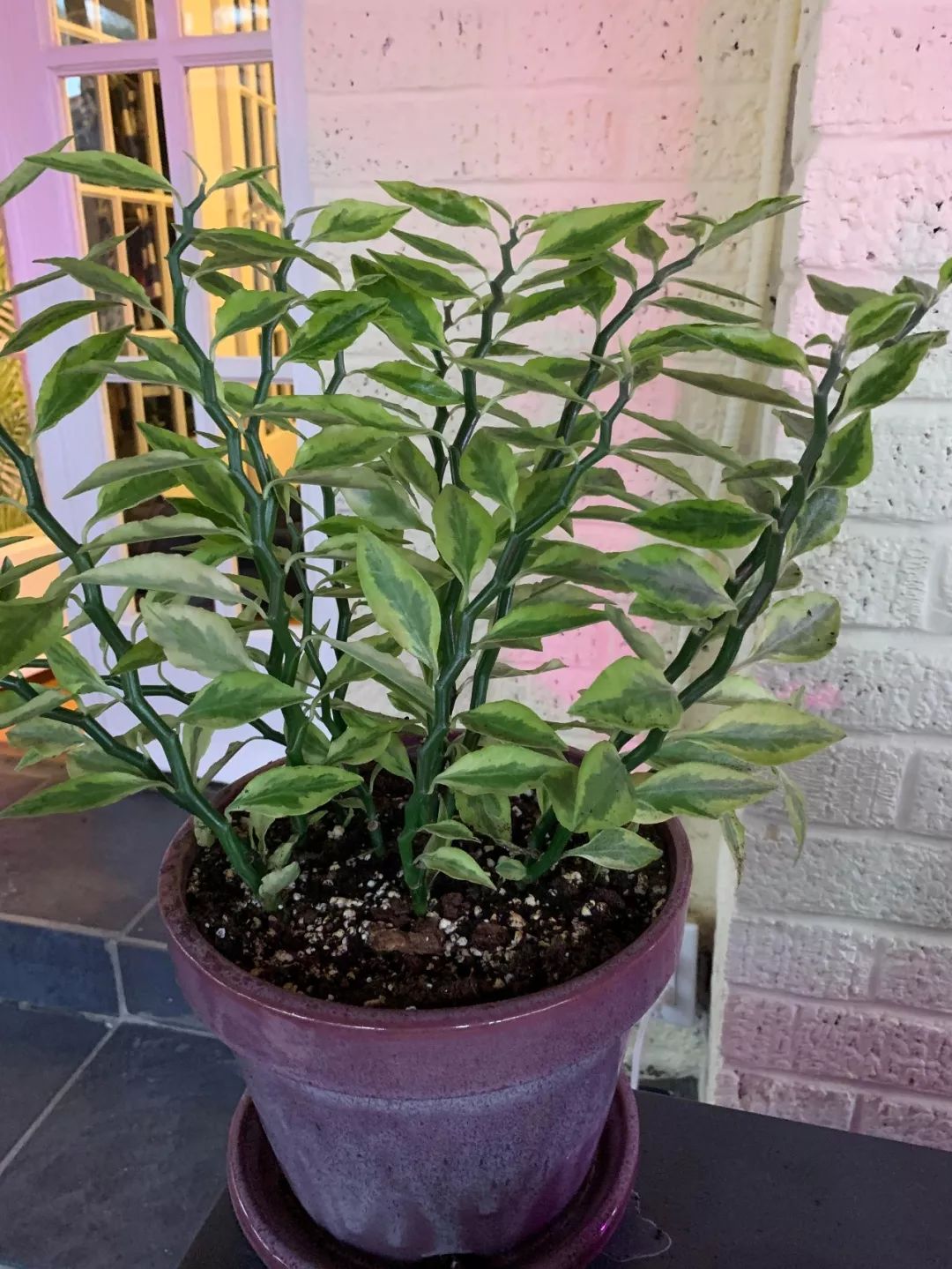 白雀珊瑚的图片,白雀珊瑚有毒吗能在家养吗