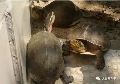 想养龟有什么讲究,想养陆龟你需要注意的十件事