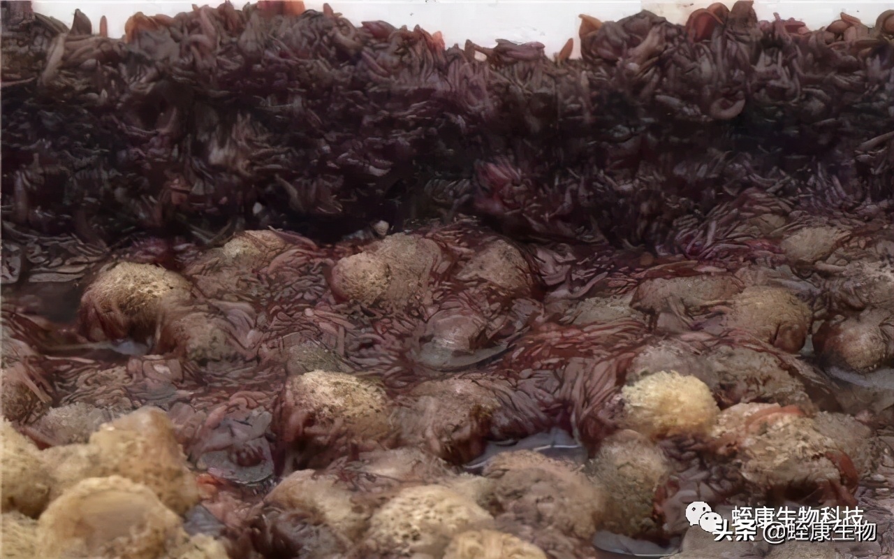 水蛭小苗下水不开口抱团是为什么,水蛭生长须要什么样的条件