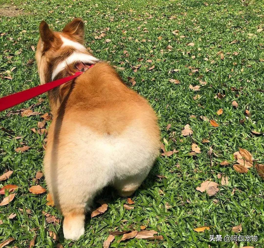 2019柯基国家展,首届柯基