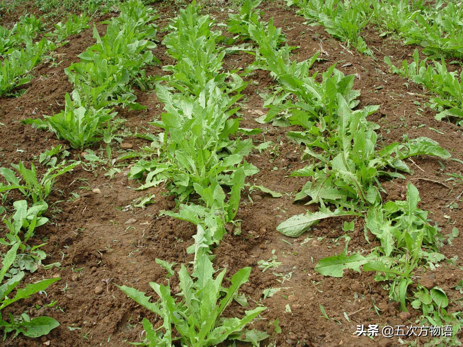 蒲公英泡水喝的利与弊你了解多少,关于蒲公英的知识科普