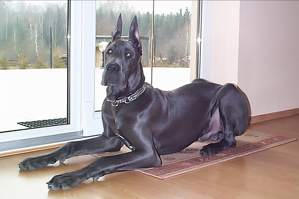 世界上体型巨大的狗,世界上体型最大的犬是什么犬