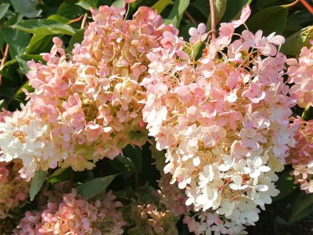 不止因为病虫害,这些原因也可能导致绣球挂掉,但是可以挽救