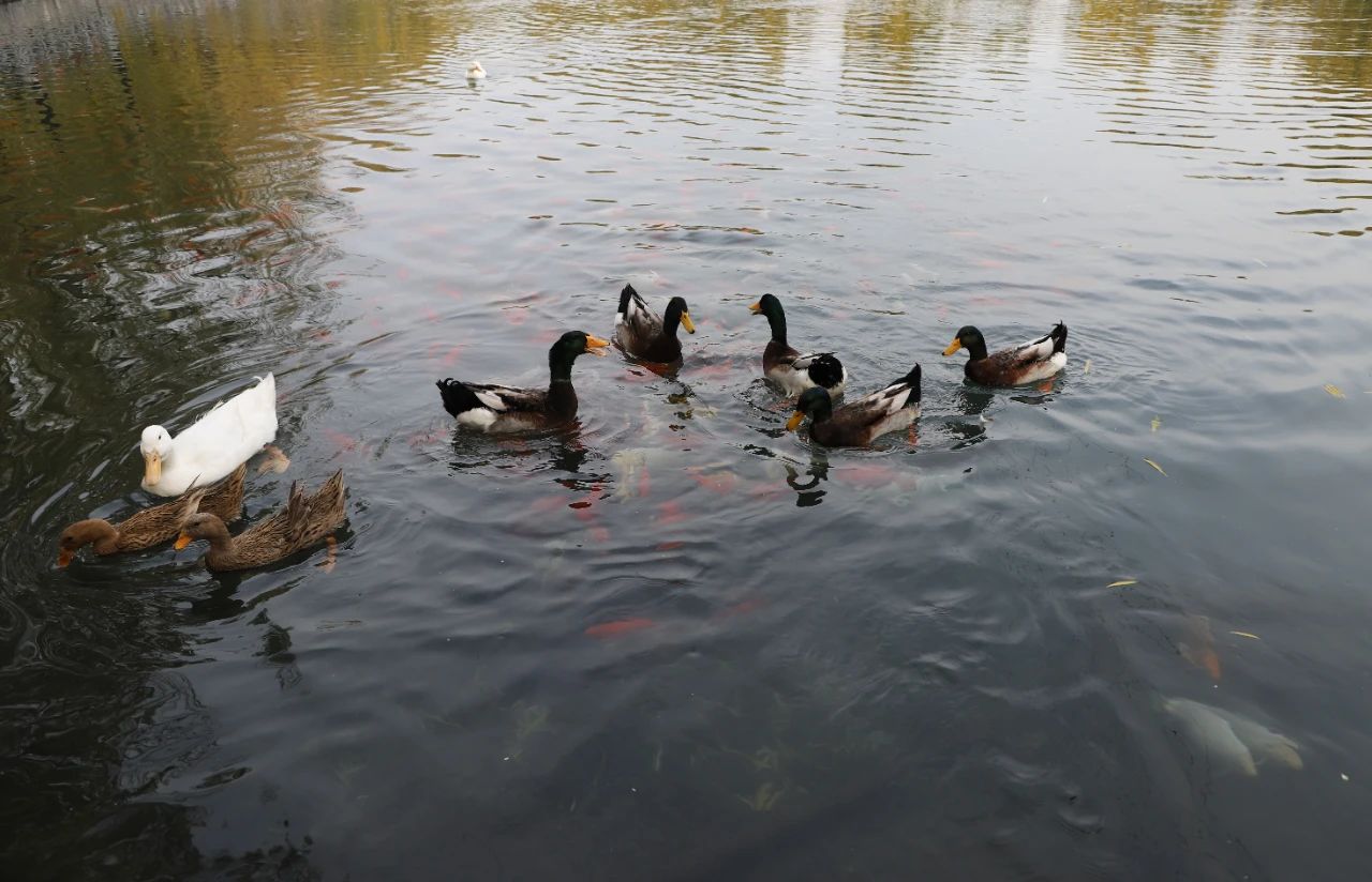 济南免费遛娃的地方,济南市十一带娃游玩好去处