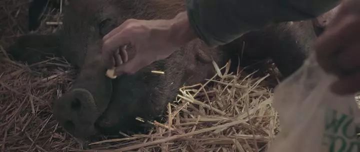 田园牧歌有哪些,田园牧歌纪录片