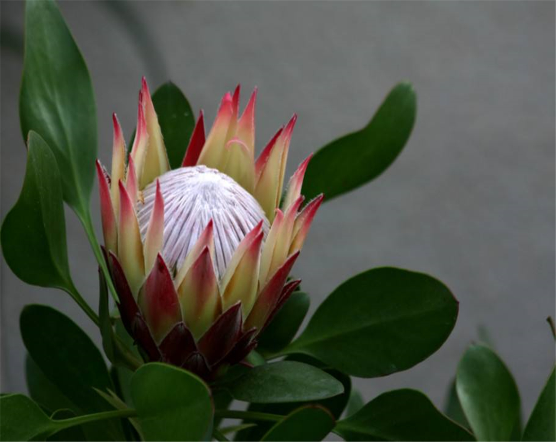 帝王花养殖方法及花语介绍,帝王花的种植方法和注意事项