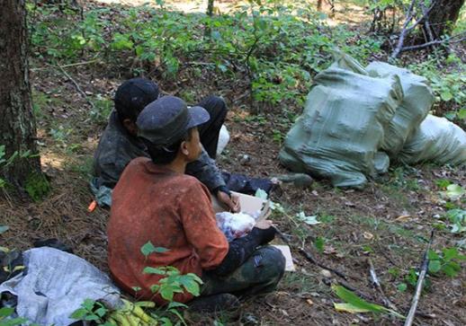 爬树打松子人工费一般多少钱一天,东北松子爬树采摘过程