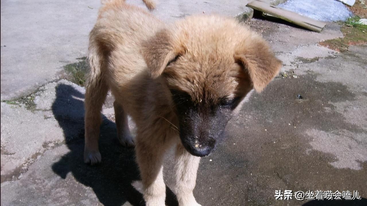 农村土狗迎接主人的悲惨下场,农村土狗自繁自养