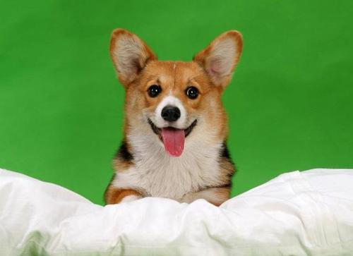 狗狗身上有皮屑还掉毛怎么回事,狗狗身上掉毛秃了一块用什么药