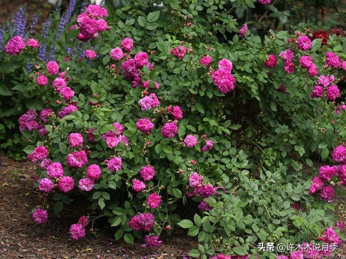 推荐一下多头月季花,100种月季品种大全
