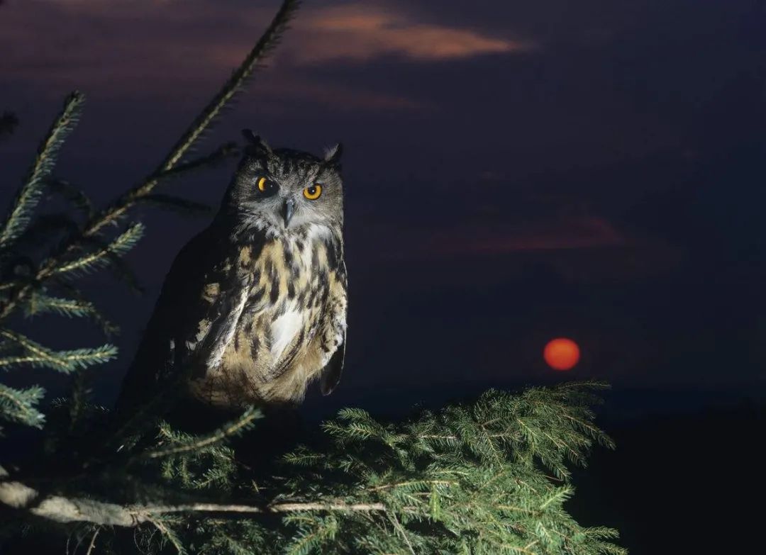 门前猫头鹰晚上老叫是什么征兆,每天晚上有猫头鹰叫有什么预兆