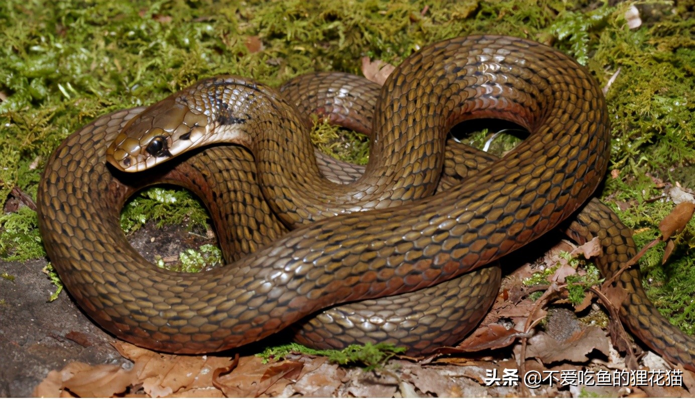 带你认识我国分布的劲槽蛇属蛇类，虎斑颈槽蛇遍布祖国大江南北
