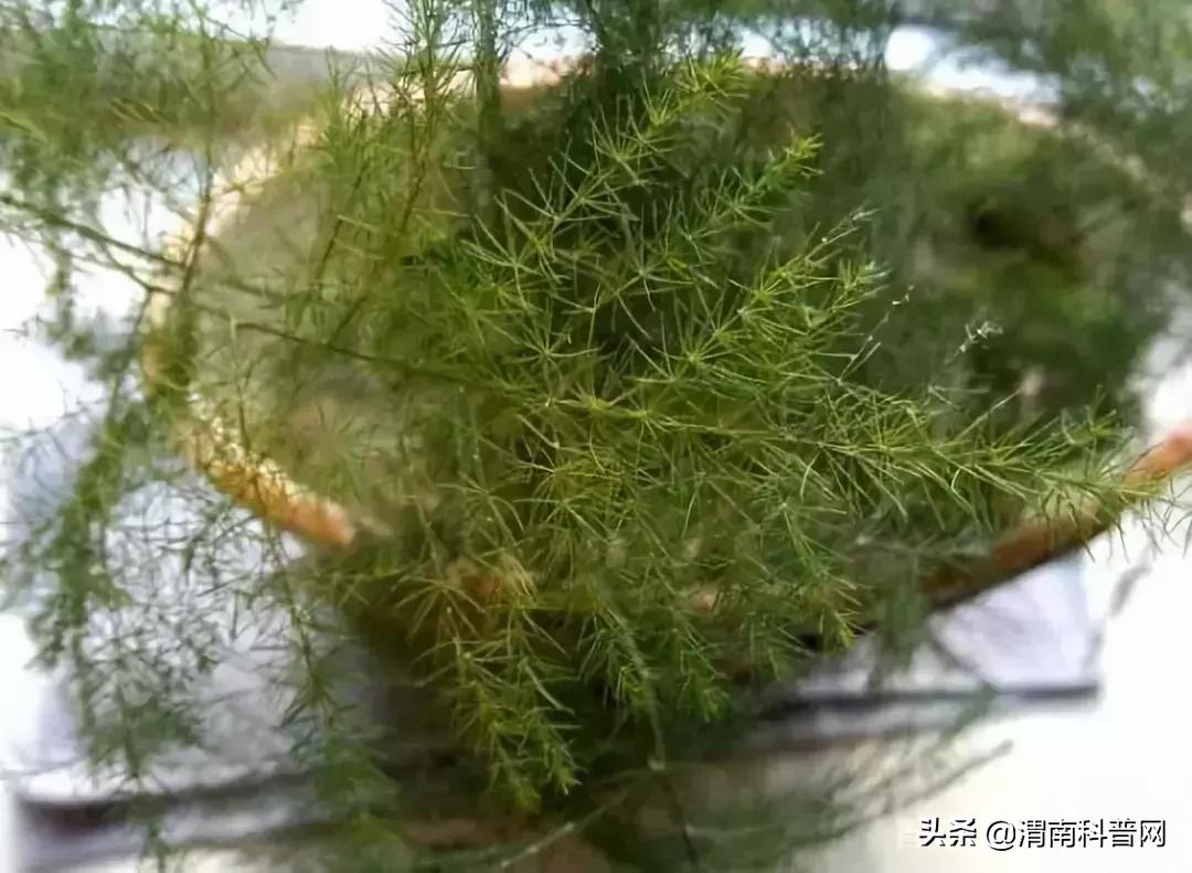 妞嶇墿鍡栧棖闀跨垎鐩嗕笉榛勫彾,鍏绘鐗╀竴涓槦鏈熶笉姝荤殑绉樻柟