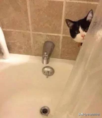 猫咪偷看我洗澡,猫为何喜欢偷看人洗澡