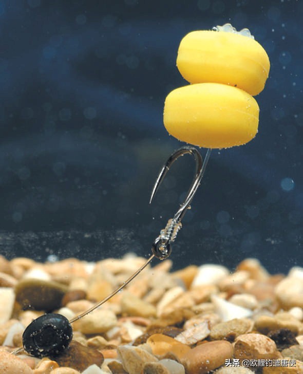 话说欧鲤钓组全集,欧鲤钓组可以钓哪些鱼