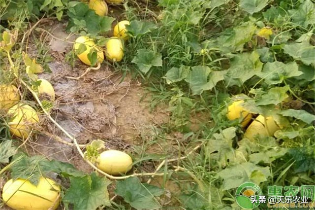 金丝瓜的种植方法和注意事项,金丝瓜种植时间和方法