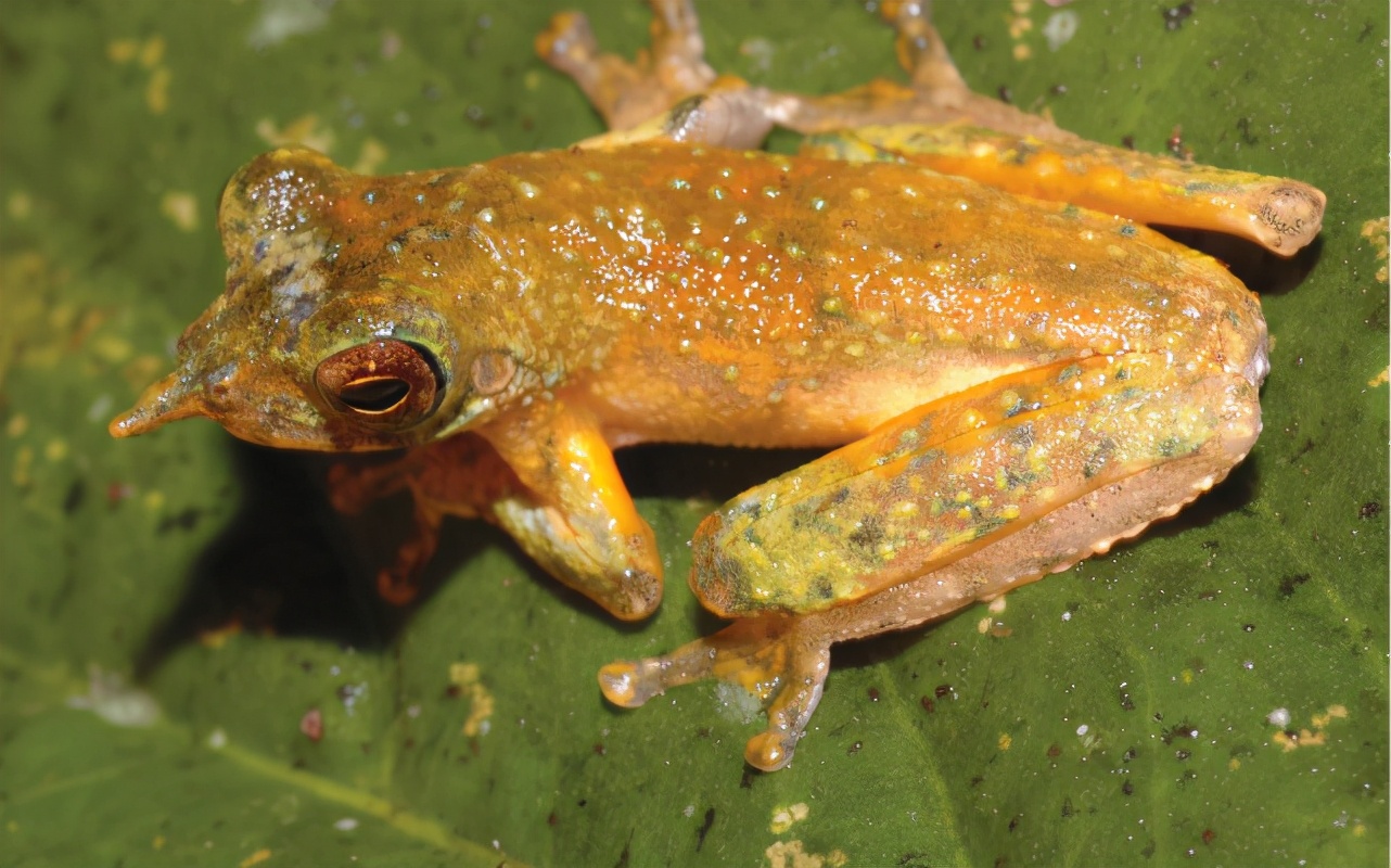 奇怪的蛙界匹诺曹，拥有“特异功能”的长鼻子，却不是用来求偶