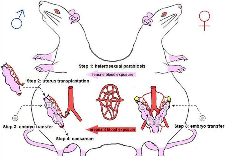 科学家成功让公鼠怀孕生崽,科学家让公鼠怀孕了