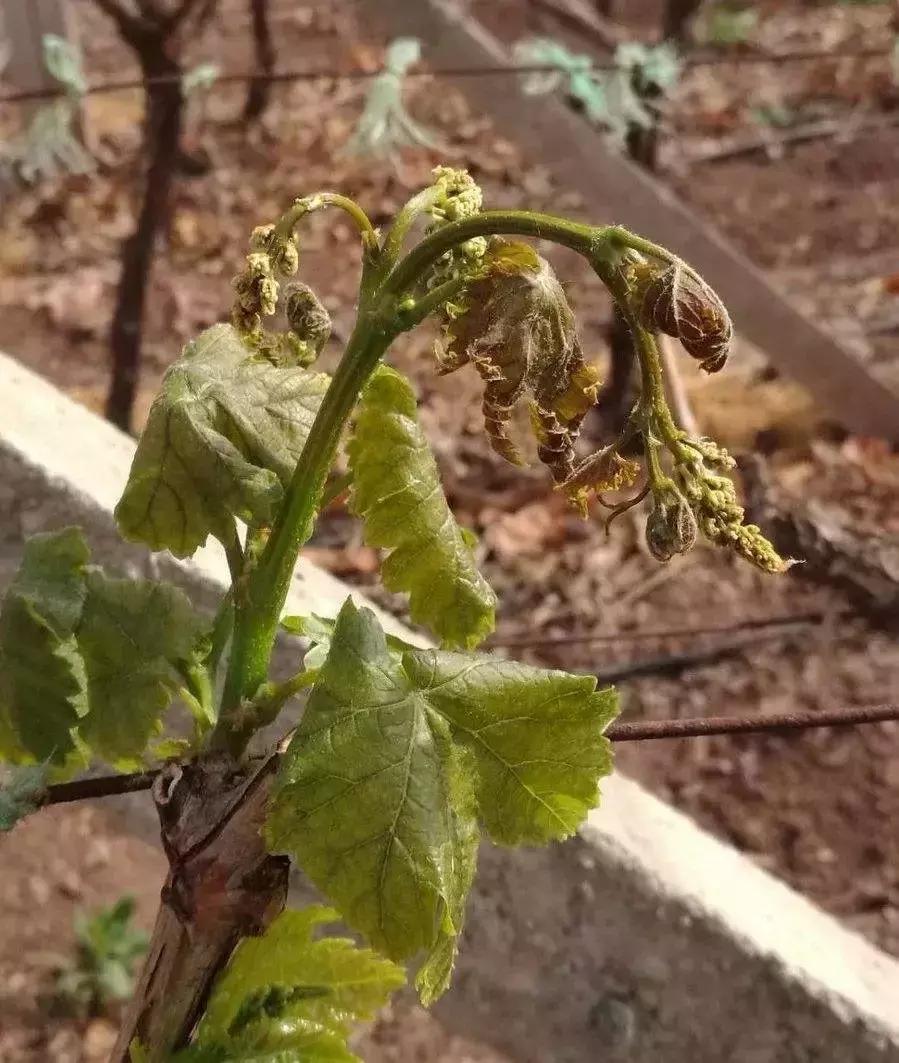 葡萄大棚怎么样避免霜冻,葡萄霜冻后还结葡萄吗