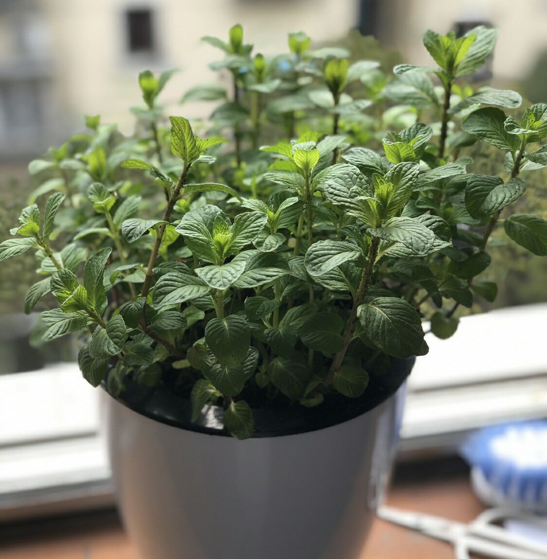 盆栽薄荷的注意事项和禁忌有哪些,薄荷盆栽怎么养叶子变黄色枯萎了