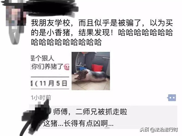 大学生宿舍养猪,当代大学生宿舍养猪的行为