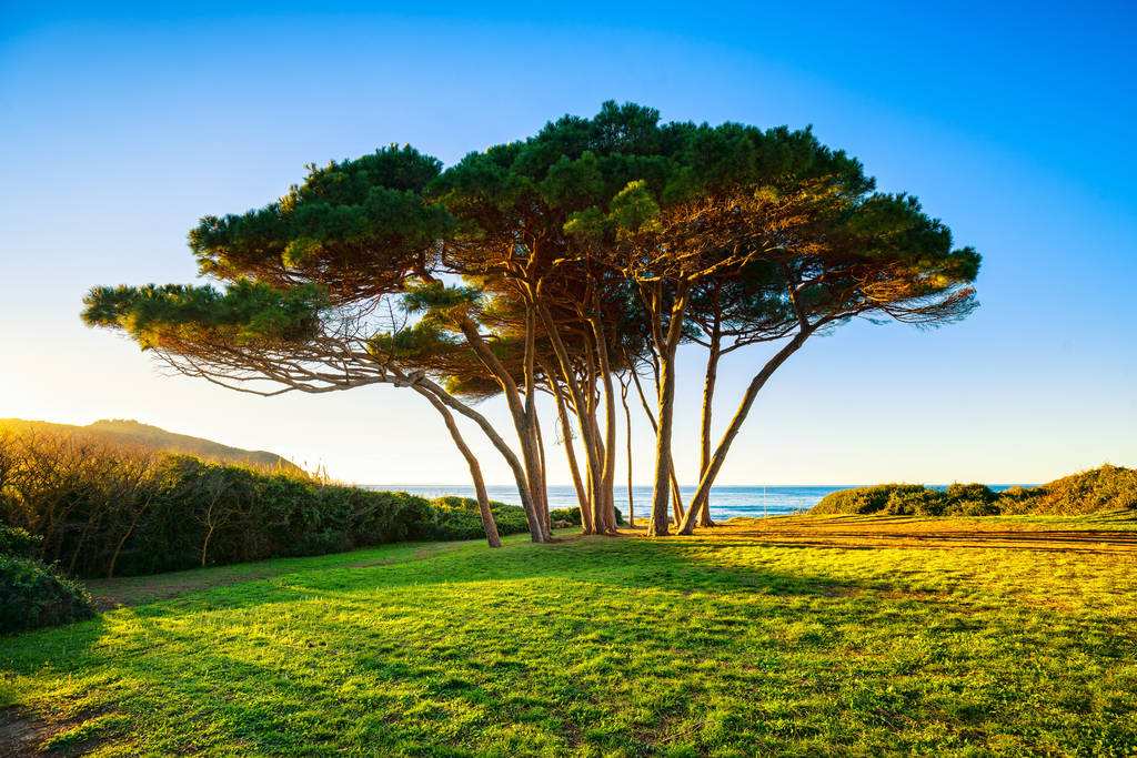 世界上最不怕火的树木,盘点世界上最厉害的树木