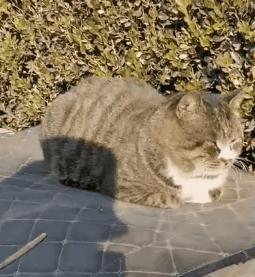 晚会喵、监考喵、楼长喵，被大学生宠爱也太幸福了吧