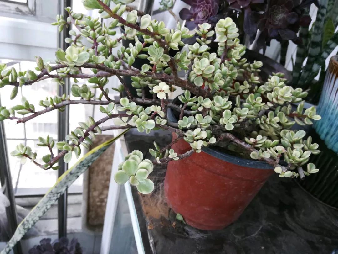 大花马齿苋养花技巧,马齿苋树盆栽怎么养