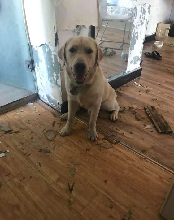 神犬小七属于哪种品相的拉布拉多,拉布拉多边牧神犬小七