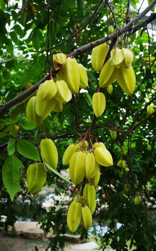 南通洲际绿博园春节免费吗,南通洲际绿博园有哪些免费项目