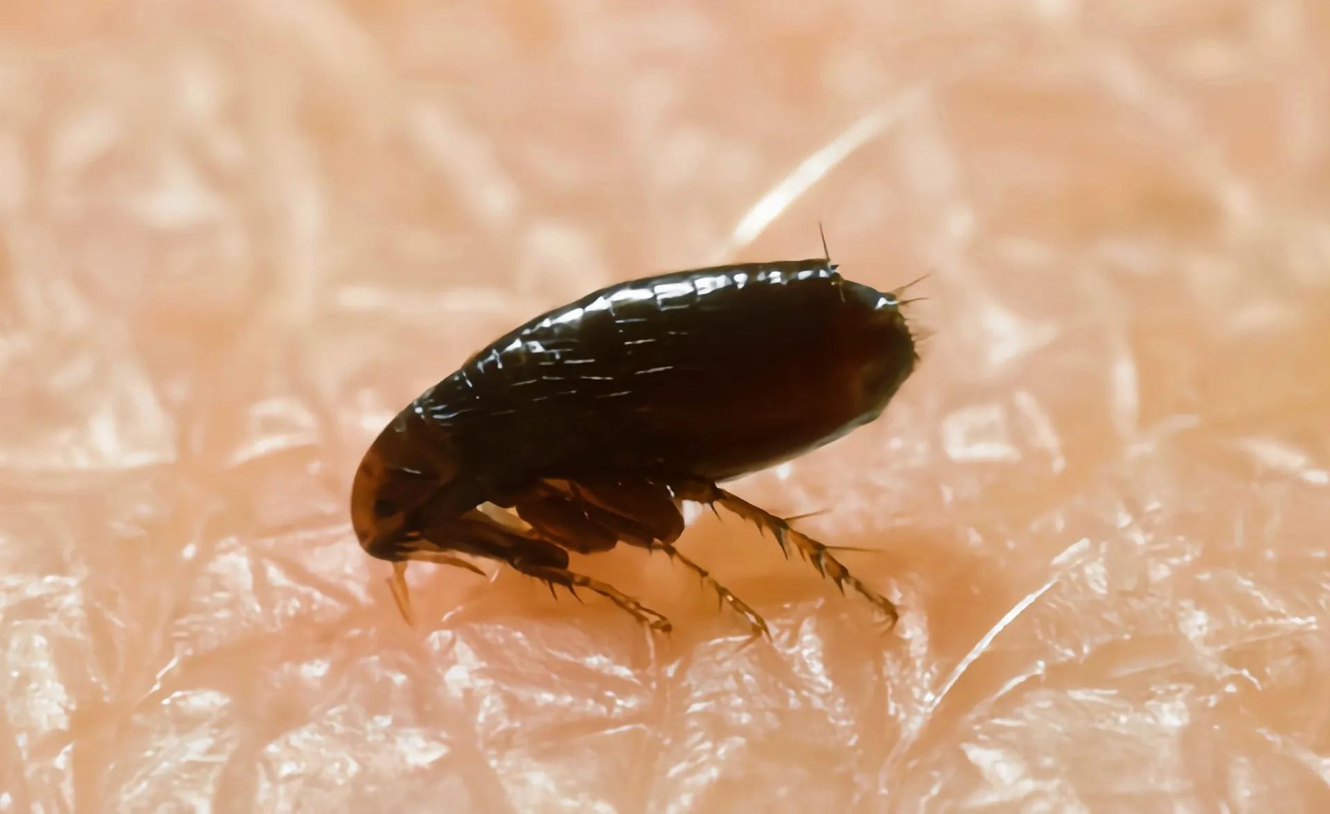 孩子被蚊虫叮咬了怎么办呢,被蚊虫叮咬后大面积红肿疼怎么办