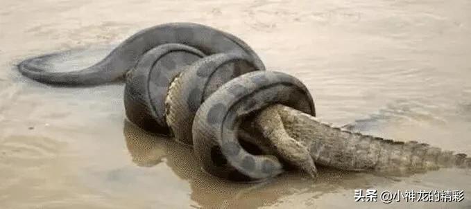 世界上最大的蛇咬死几个人,世界上最凶狠的蛇是什么