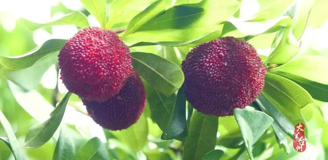 台州的风景哪里好,台州是个美丽的地方