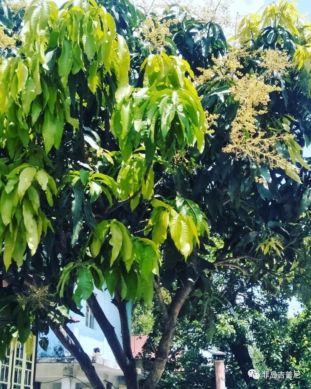 菲律宾芒果专家,菲律宾的科学家