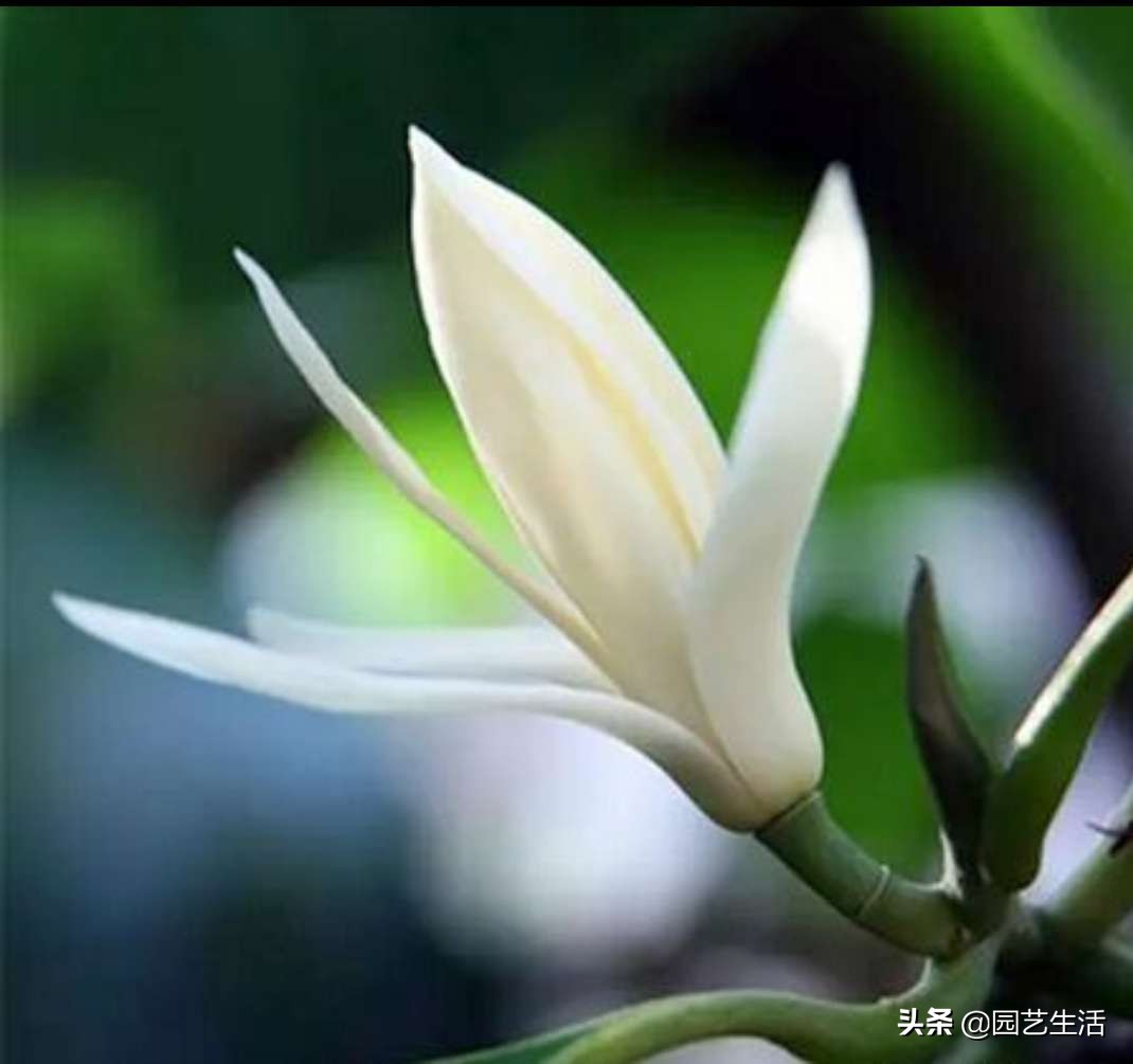 黄花白玉兰花,白玉兰香沁人心脾