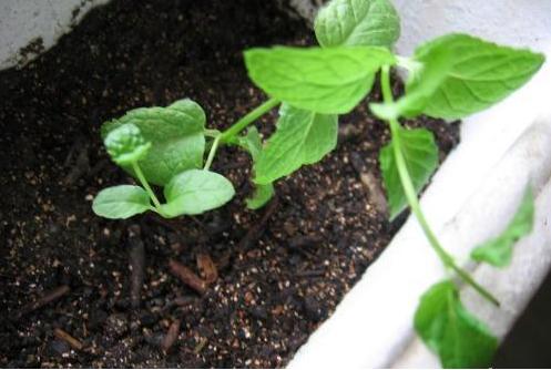 薄荷的盆栽养殖方法和注意事项,盆栽薄荷的养殖方法和技术图片