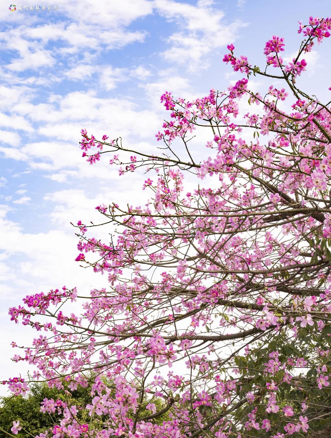 厦门最近哪里的花海最好看,江岭向日葵花海美成童话