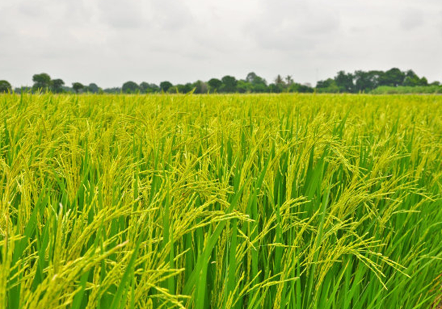 矮脚南特杂交稻,矮脚水稻有哪几种