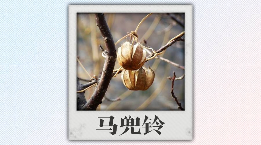 中医救人不救病怎么办呢,中医药救人