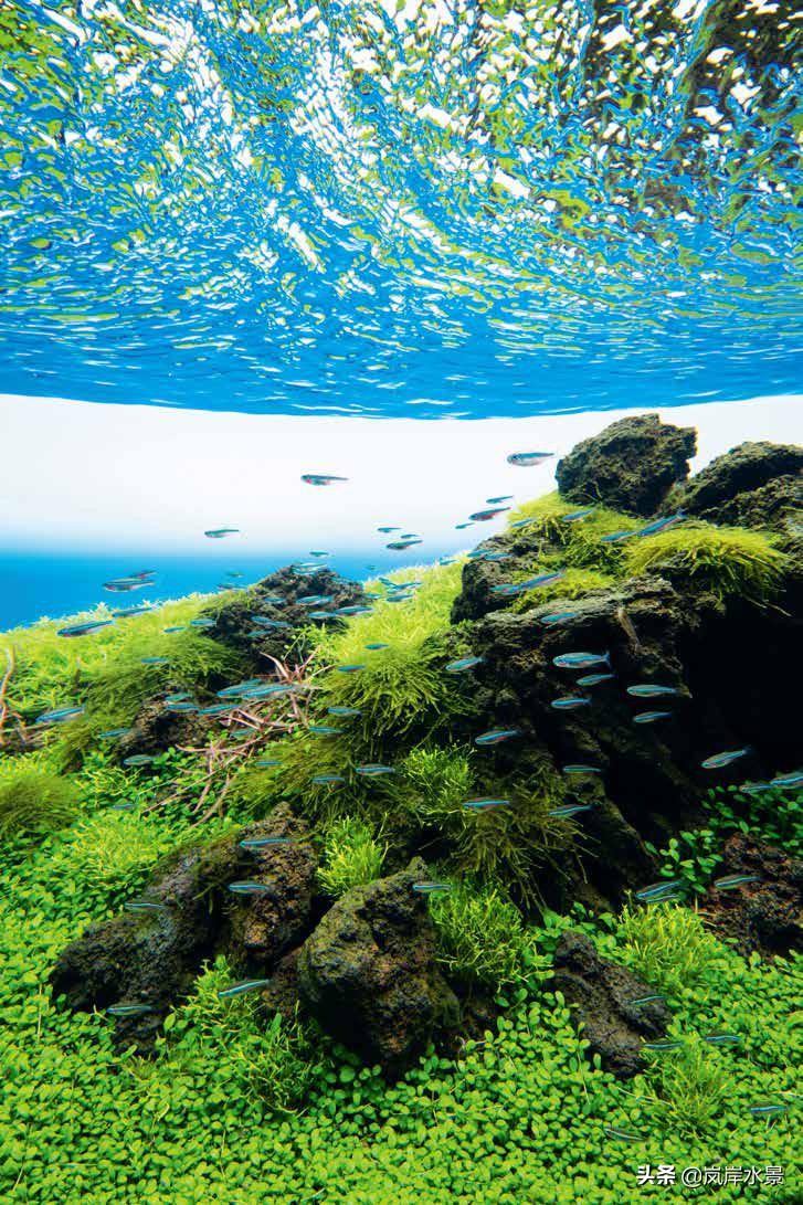 岚岸鱼缸造景图,岚岸水草缸设计图