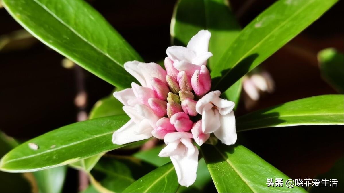 家里养寓意好的花喜阴,自带财气的8种花客厅养